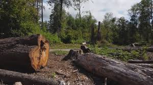 Best Tree Removal  in Shasta, CA