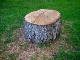  Shasta, CA Tree Removal Pros