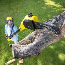 Best Commercial Tree Services  in Shasta, CA