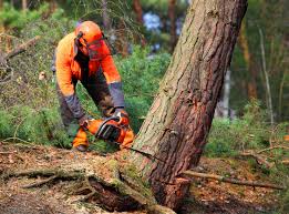 Best Hazardous Tree Removal  in Shasta, CA