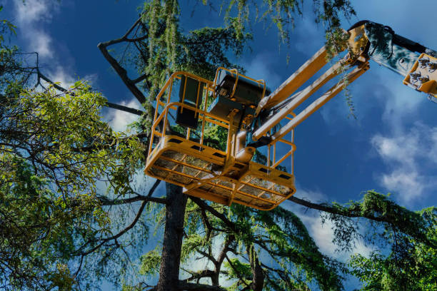 How Our Tree Care Process Works  in  Shasta, CA