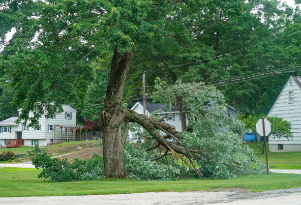 Best Tree and Shrub Care  in Shasta, CA