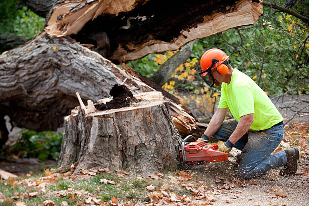 Best Root Management and Removal  in Shasta, CA