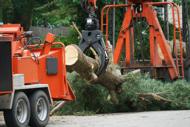 Best Lawn Drainage Solutions  in Shasta, CA