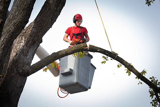 Best Hedge Trimming  in Shasta, CA