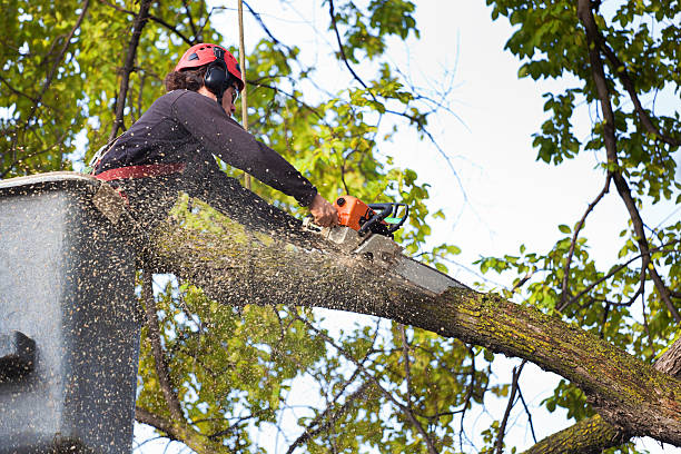 Best Leaf Removal  in Shasta, CA